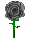 Black rose.